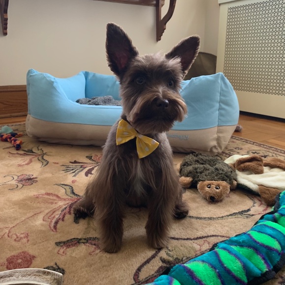 Meet your Posher, Cynthia - Picture 3 of 3